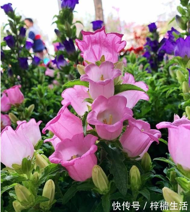 风铃草|此新型盆栽绿植，花型别致美丽，开花频繁，种植简单，在家也能养