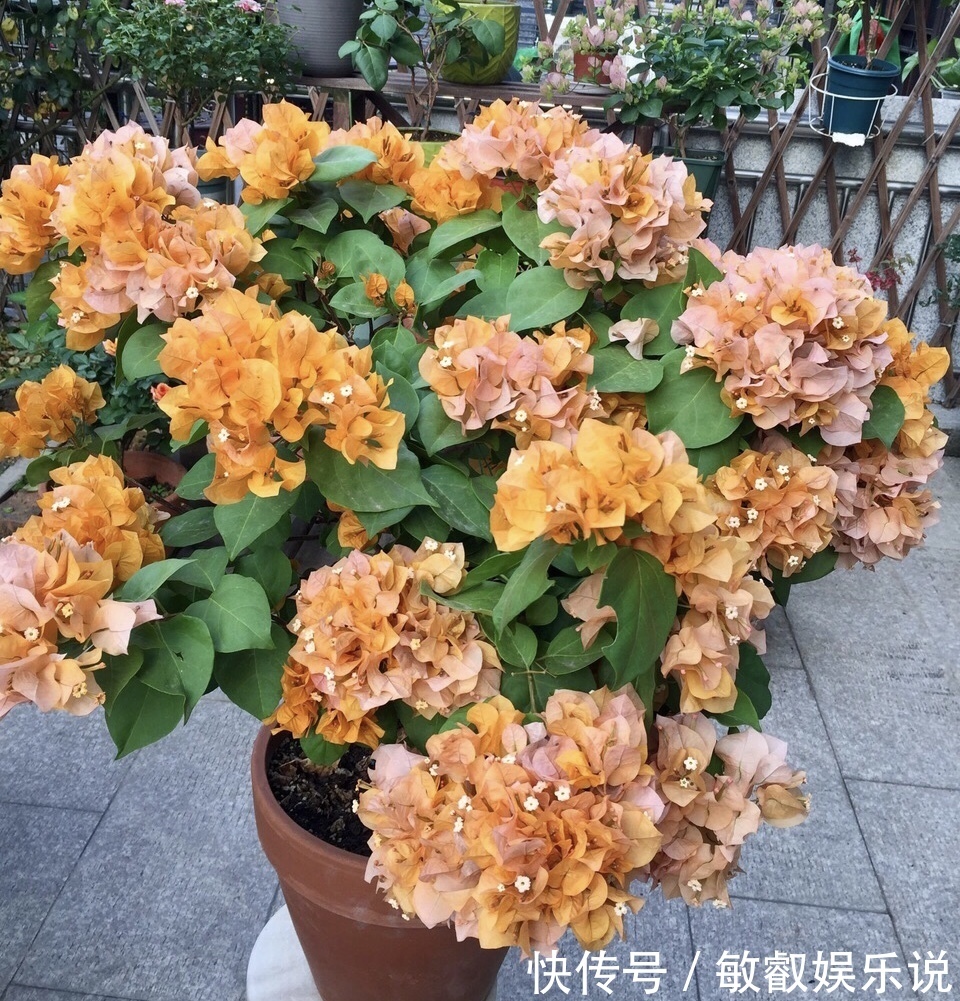 养花“杀手”都有的5个毛病,难怪买花“养1盆死1盆”,要改正了