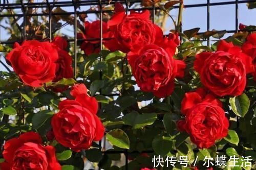 花卉|去闺蜜家发现,院子里没有一处空地,遍地是花卉,做法好高级