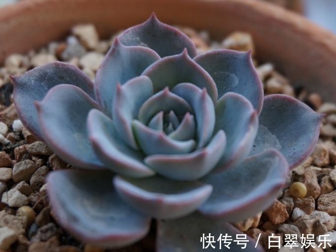 夏天|夏天适合养的多肉植物,没事试试这“几种”,省心也好养