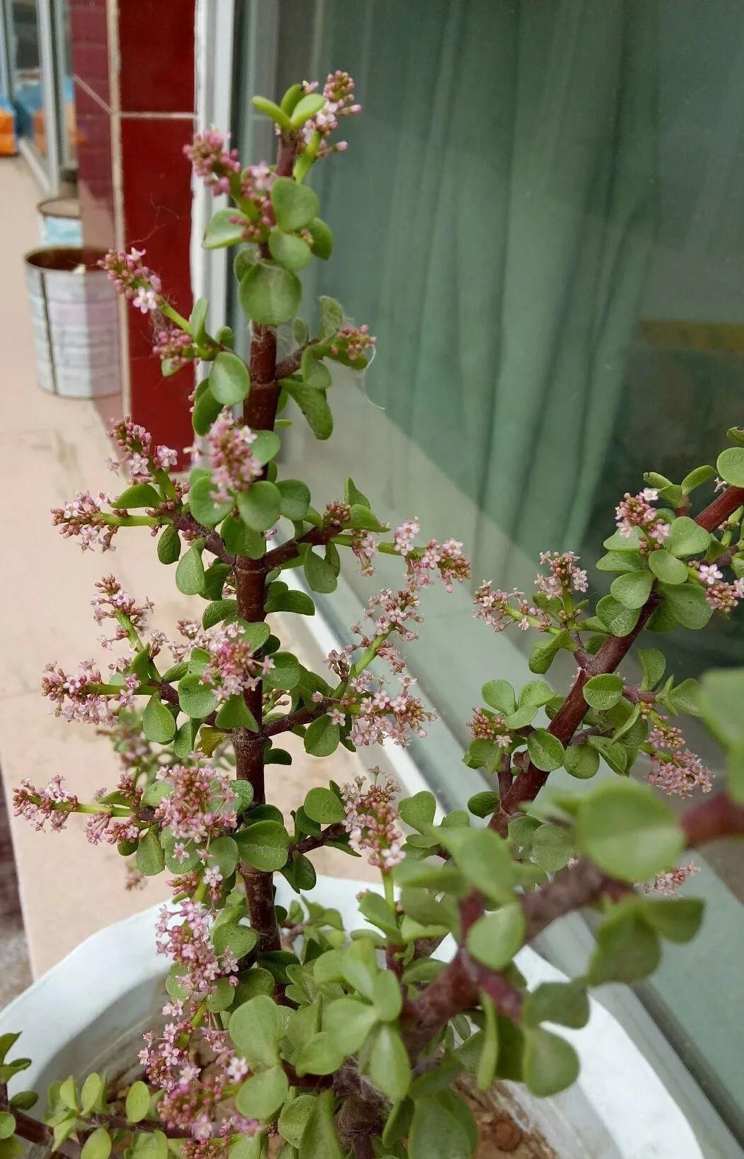 金枝玉叶开花了，真花长这样，很多人没见过