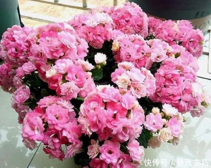 居家就养此款花卉,不闻不问,花开爆盆美如花,太漂亮了!