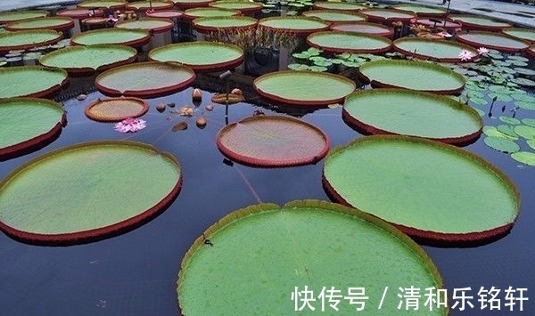 植物界奇葩TOP20，眼界又被刷新了！