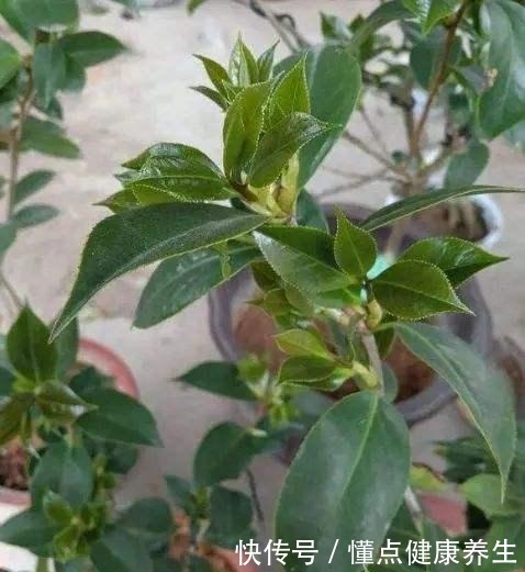 夏天养茶花，掐芽工作做好了，花苞才能“咕噜”冒！