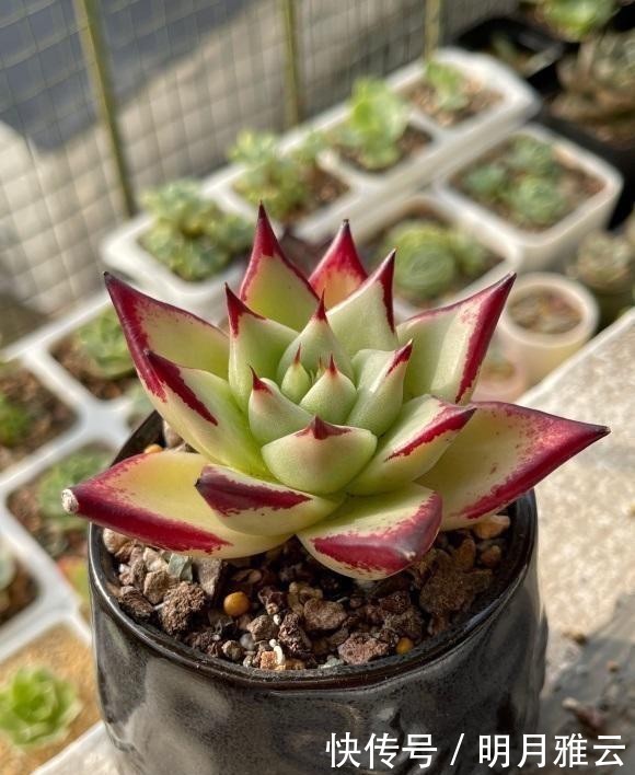 认同|多肉控养能长胖吗?新手最容易上当,完全两个概念,你认同吗?