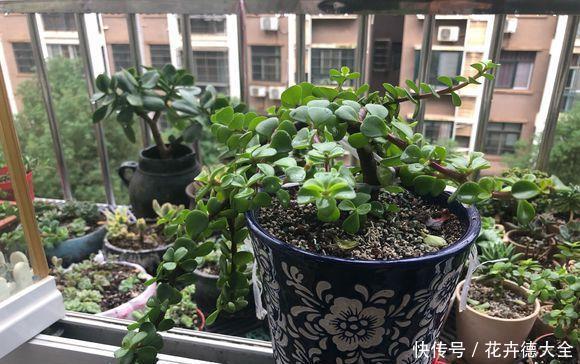 大叔|金枝玉叶黄叶子,叶子发软,园艺大叔教你4招,叶子坚挺绿油油