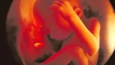 胎动|一组图记录怀胎十月,胎儿发育全过程,看完后,感叹生命神奇