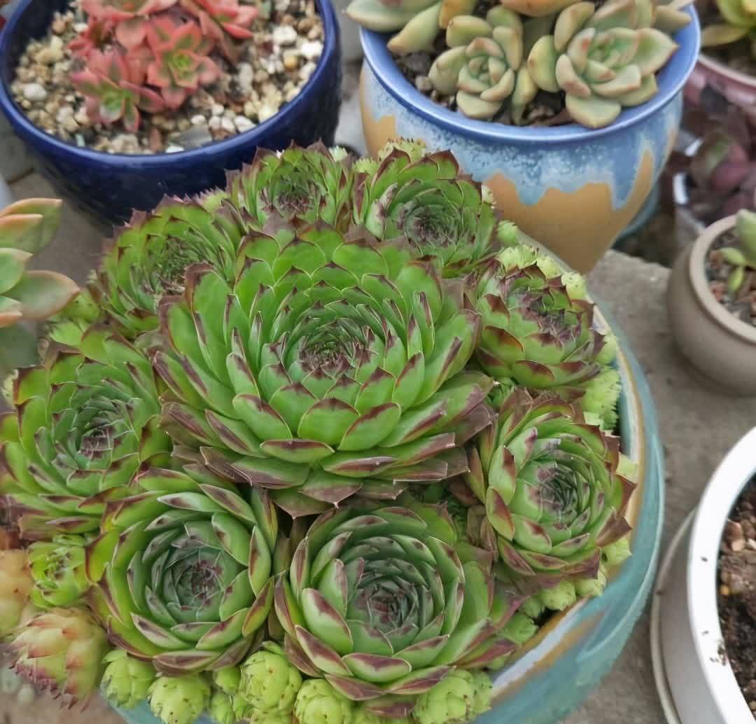 好养活的3种盆栽,一棵养出十棵,不停爆小崽,皮实又好看