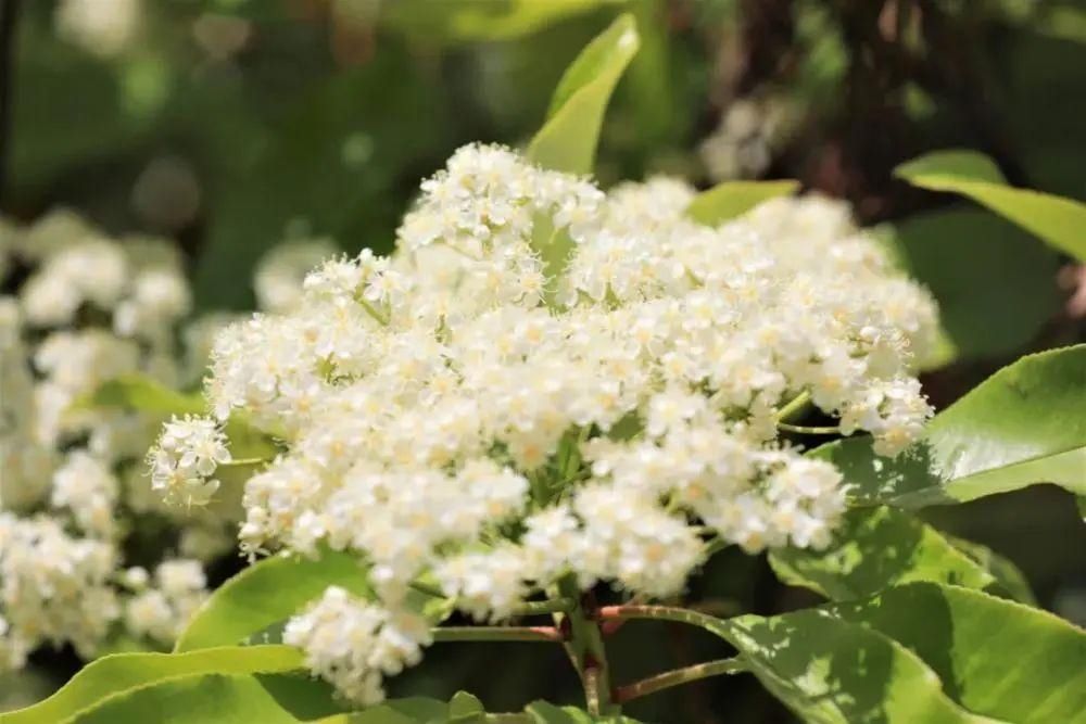 天呐！十堰街头飘出“不可描述”的气味，竟然是......