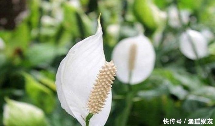 4种旺运花,吉祥添富贵,家里财运亨通,人见人爱!