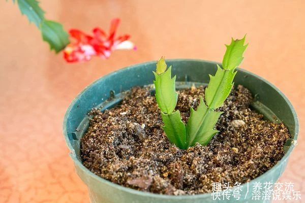 花盆|养盆栽蟹爪兰掌握10点就足够，看完就知道为啥叶子干瘪、不开花