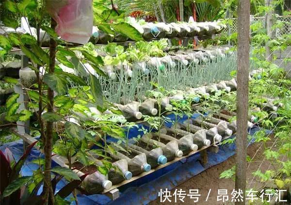 小菜园|养花技巧:一个油桶胜过两花盆,种菜养花好用又省钱!