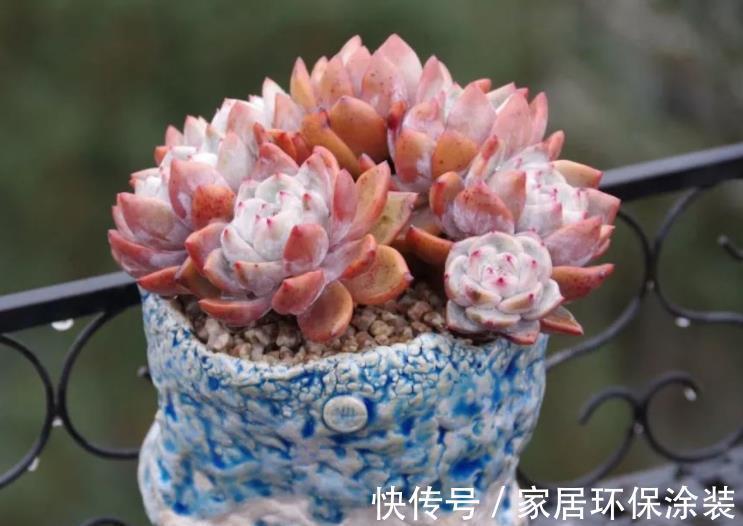 长势|养多肉学会浇水事半功倍，5种水倒掉也别用，不然土壤板结有虫害