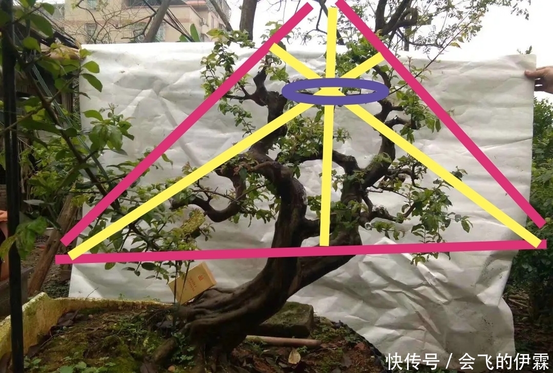 没有正确的取势,无法确定盆景造型,了解这3点,可选最佳造型