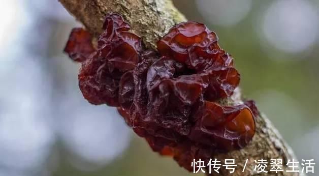 血糖|蔬菜中的天然“阿司匹林”,补血降血糖、排毒素,还护血管化血栓