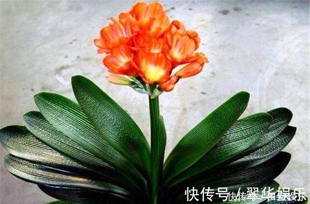 光亮|君子兰有“4怕”,难怪叶子长歪还夹箭,学会了叶片光亮顺利开花