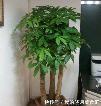 4种“招财花卉”,趁着年前安排上,寓意是真不错