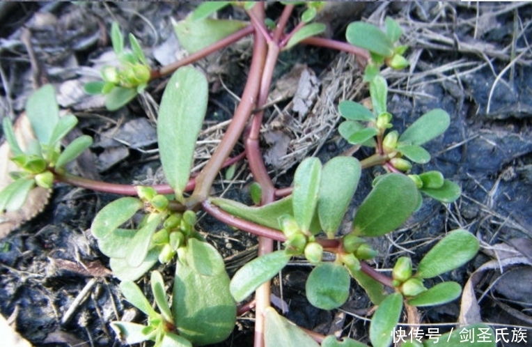 野菜|农村地里这4种野菜,万一吃过三种以上的,肯定是地道老农村!