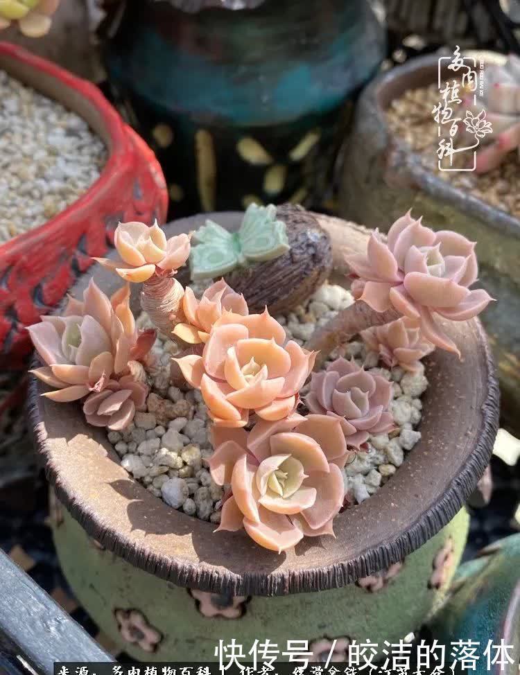 阳光露台多肉,天时地利人和!美肉知时节,当春乃发生!