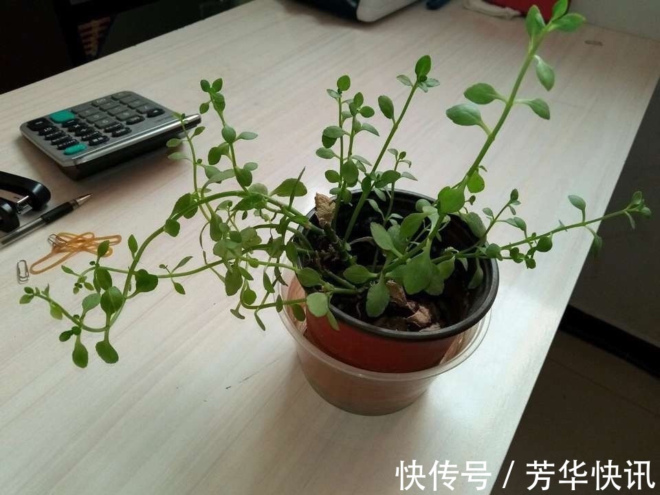 养护|长寿花越养“越瘦”怎么办教你3字口诀，1年变老桩，开成花球