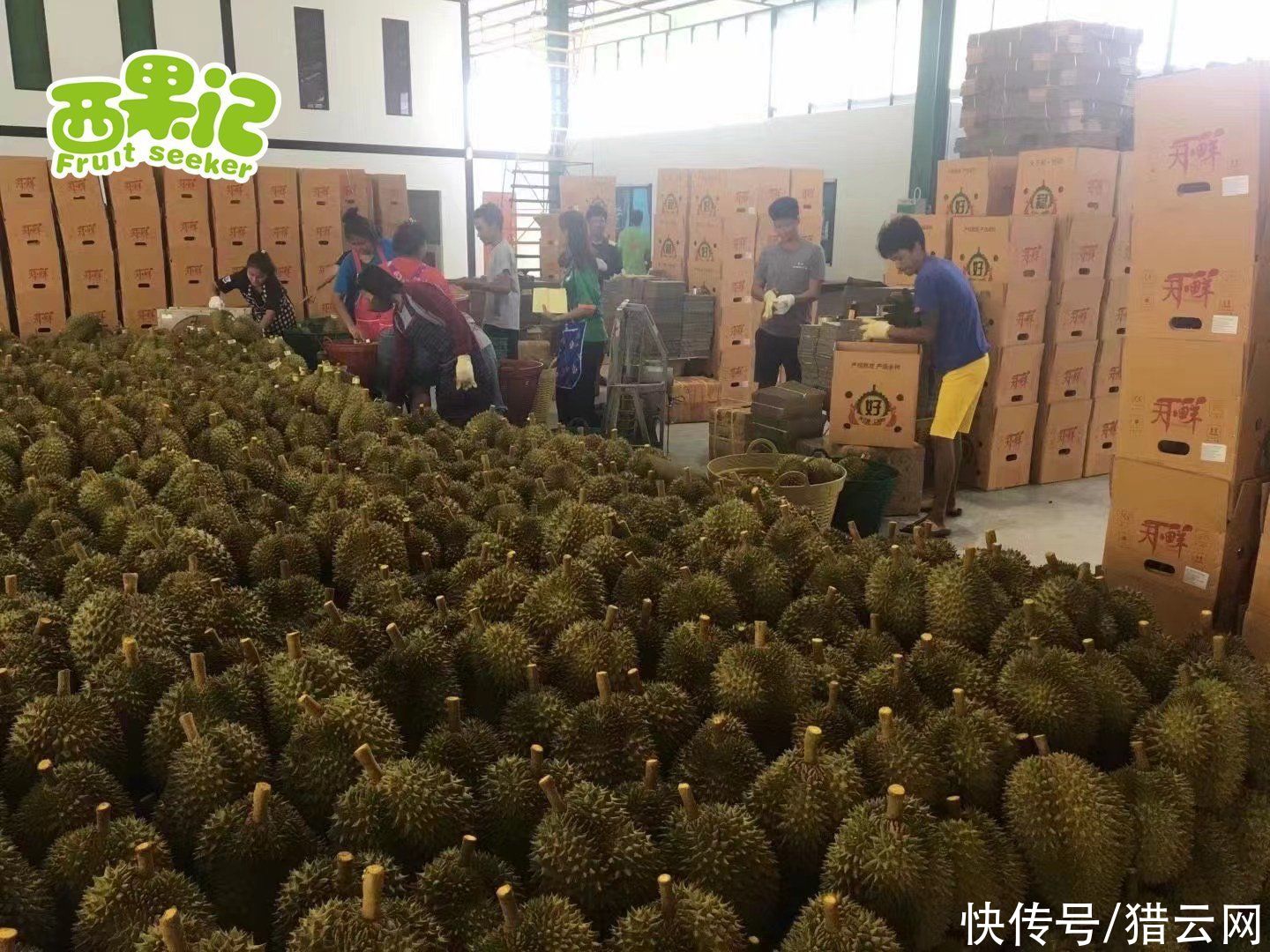 批发|破局传统批发之路，西果记率先抢登互联网+时代