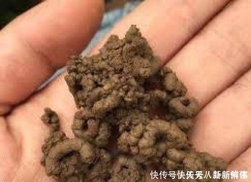 浇水|淘米水、啤酒水都别用,老花农只用它泡水,什么花都能浇,疯长