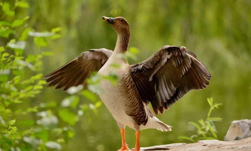 苏轼很孤独的词,最后一句惊艳900多年,却有不识货的觉得有语病