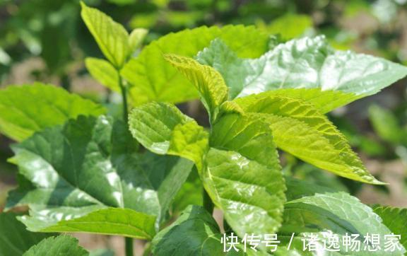 氨基酸|桑叶泡水喝功效作用多,桑叶什么时候采摘好,桑叶泡水注意什么