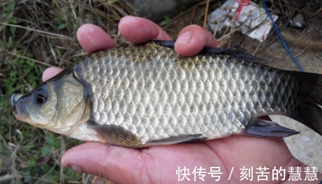 冬天降温鱼口轻，怎么钓才最好进来划重点