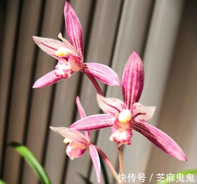 红艳|别小看这款兰花,它色香味俱全,花色红艳无比,能四季都开花