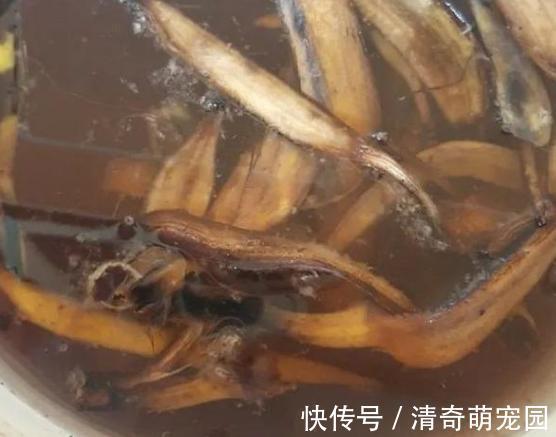 勾兑|刚扒的香蕉皮该如何处理养花？学2招，既能清洁又能增添营养