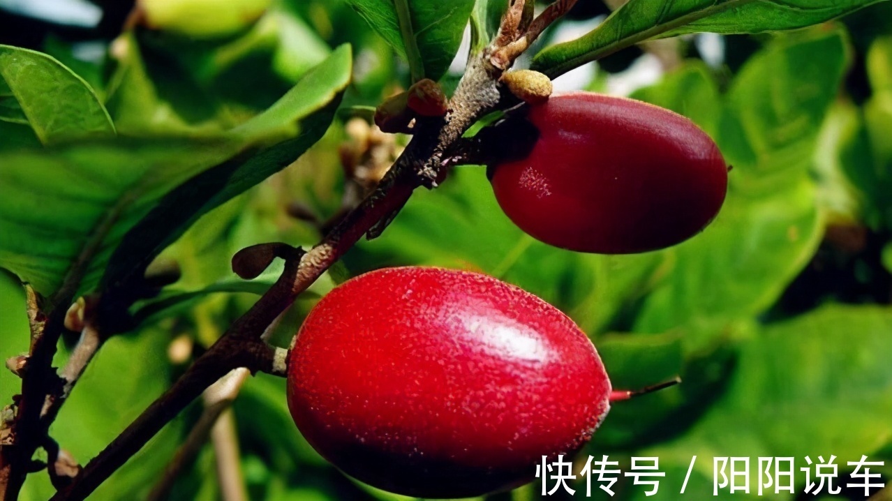 花椒芽|每天晚上多吃三种食物,营养丰富,延缓衰老,好吃又健康!