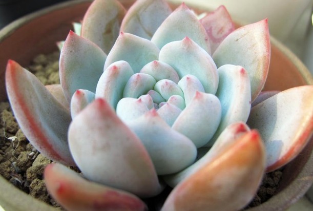 种植多肉植物,不妨试试这些,呆萌好看好养活,养在客厅不占地方