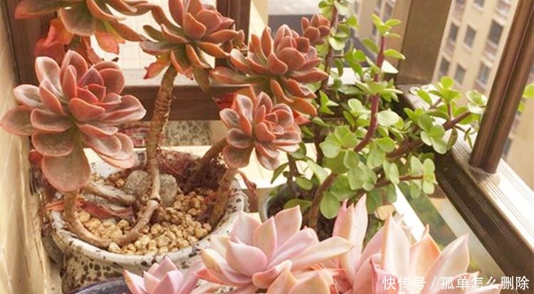 多肉“长不高”，盆里加点“白粉末”，1个月后，不长也得长！