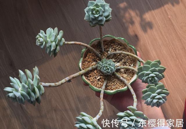 普货多肉|普货之王白牡丹,用点小技巧,轻松变成迷人的粉牡丹,特别好看