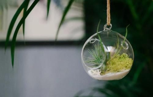 吊兰|卫生间适合养“4种花”，不仅耐旱、易养活，还可除菌、净化废气