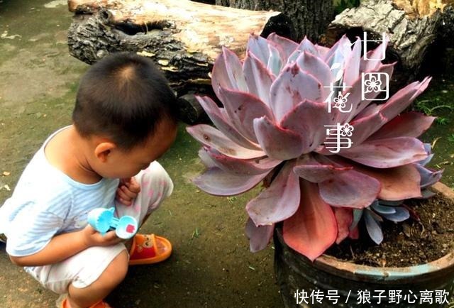 6种多肉,天生就是“巨无霸”,用大盆养,个头比脸大!