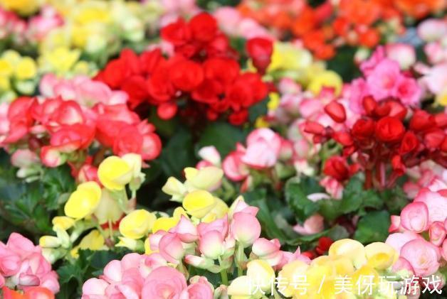 冬季艳丽大花如何爆盆,丽格海棠