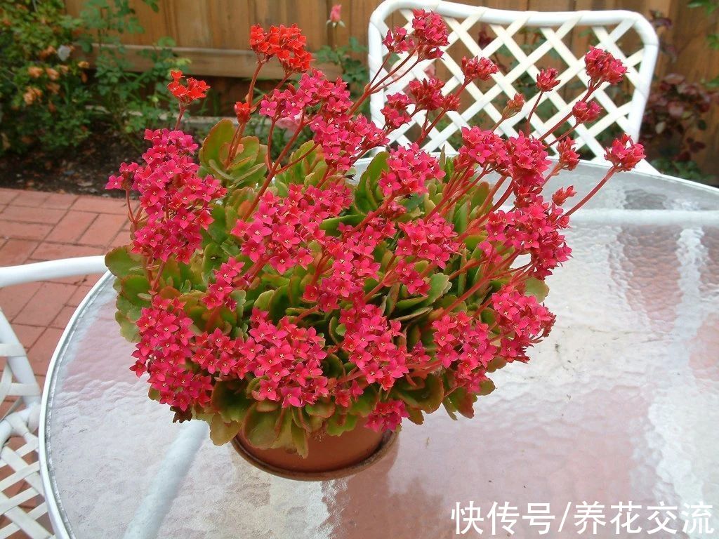 盆栽|好养且容易开花的多肉长寿花，阳光不足可真养不好它