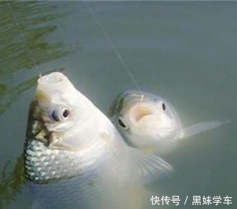 盛世|鲫鱼钓法全攻略,看到这篇的都钓爆护了!——盛世三渔