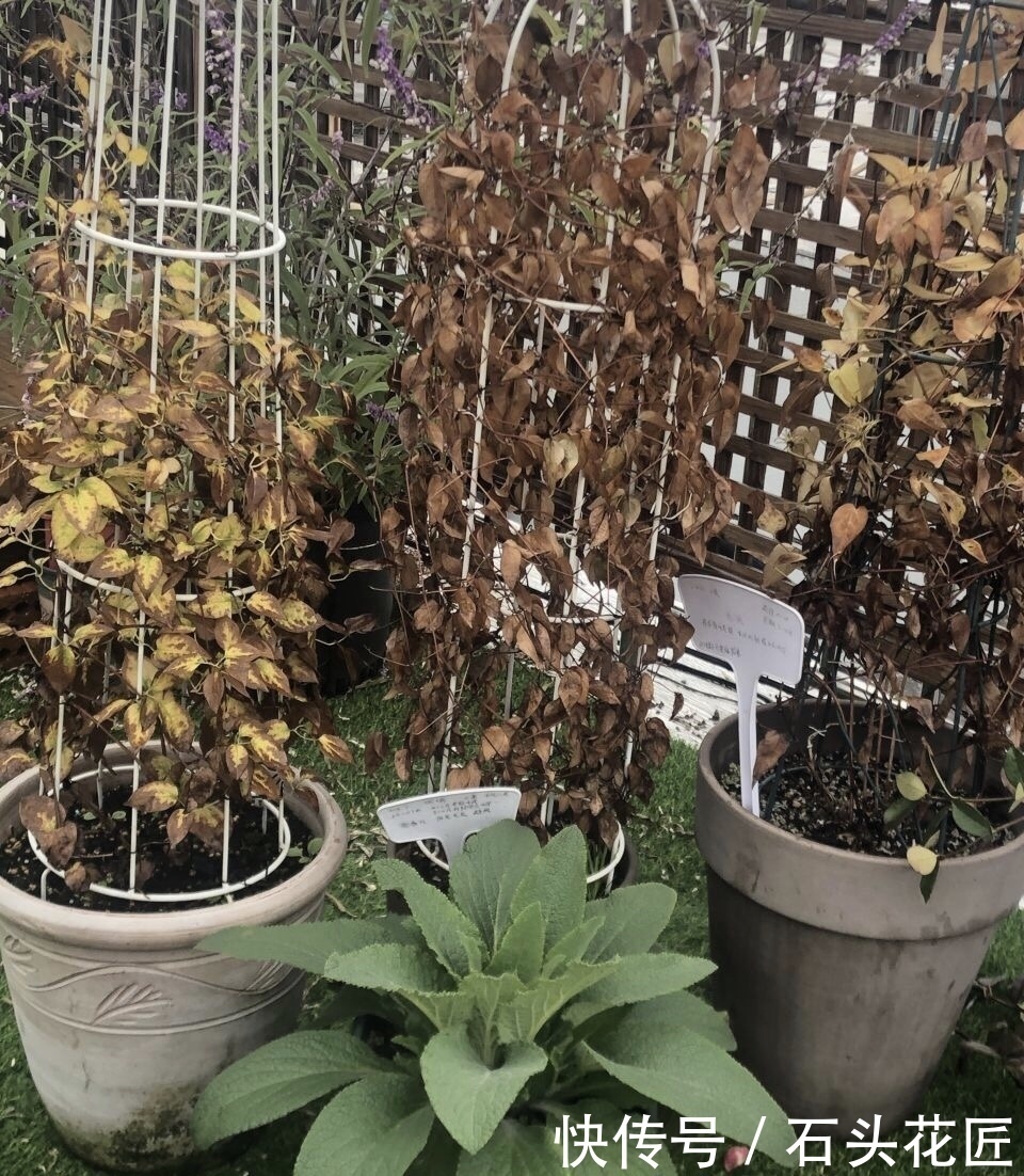 陶瓷|“带釉”的花盆好不好?1个优点、3个缺点要知道,才能养好花