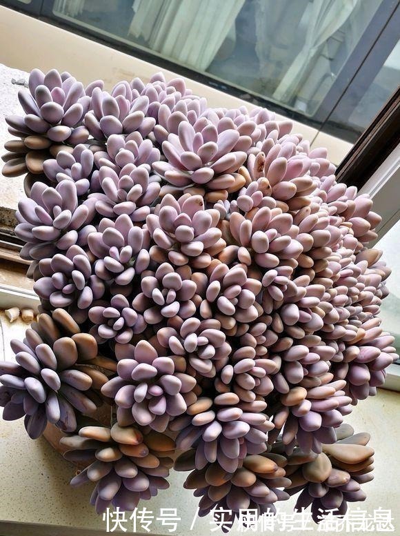 多肉植物|养不死的“桃蛋”，用“小陶盆”养，爆盆快，60天成老桩！