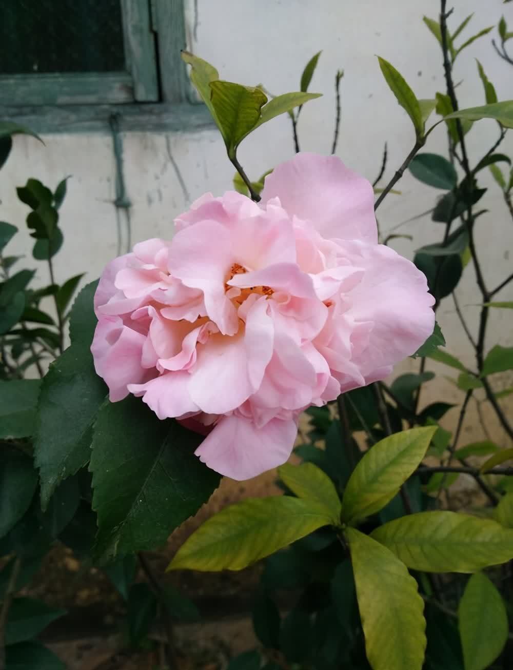 2种花特别适合冬天养,天气越冷花朵越鲜艳,状态比春天的花都美