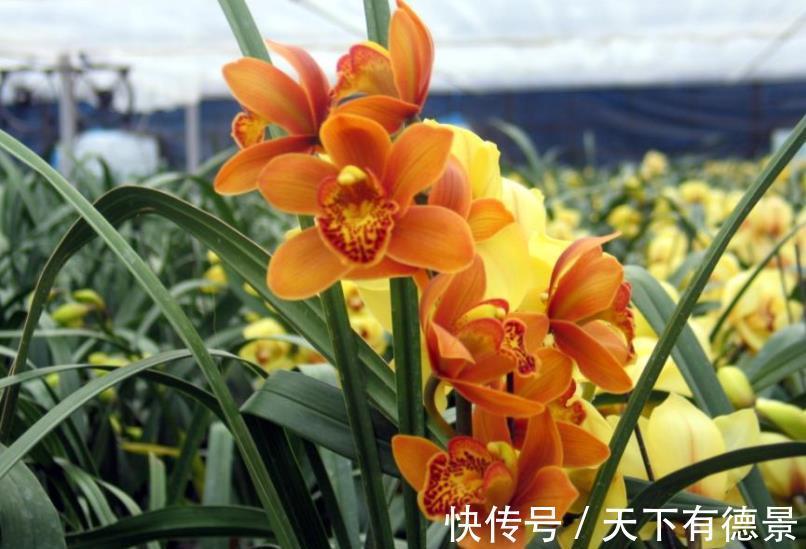 养花|客厅摆上3种花，净化空气上档次，提高了家居品味，值得拥有