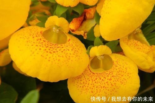 喜欢菊花,不如养盆荷包花,花开似荷包,寓意富贵吉祥,艳丽多姿