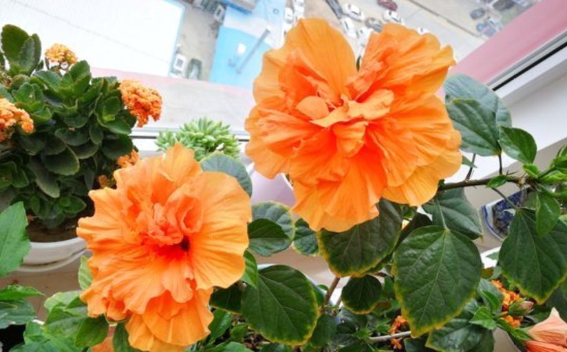 蔓性风铃花|逛花市碰到5种花，不要有顾虑，什么季节都能买，它们是真好养