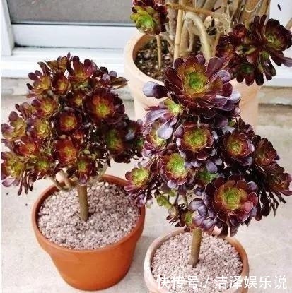 手捧花|学会3招,多肉养成“手捧花”,七夕情人节,最漂亮的礼物!