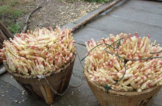 厨房|厨房里的“姜块”,拿出来种“盆里”,50天变盆景,比积雪草好看