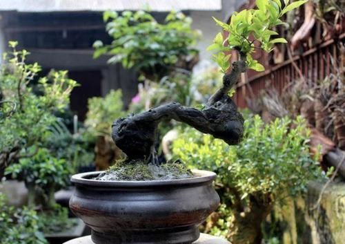 值钱又“镇宅”的2种树,适合养阳台上,摆放3年,比雀梅有价值