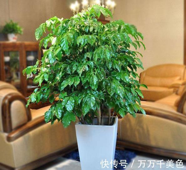 红掌|养花5年,一直保留的4种花,皮实好养颜值高,美极了